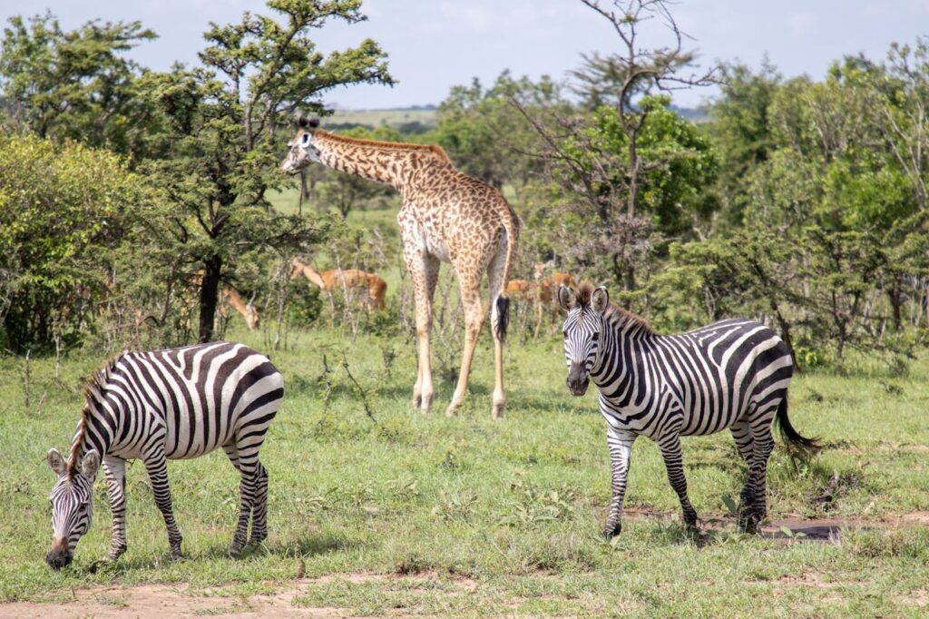 Zebras and a giraffe in the wild African savanna, showcasing diverse wildlife.