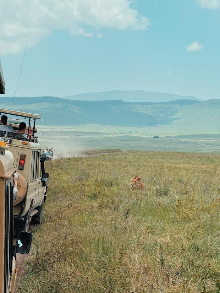 Tourists on safari in African savanna spotting a lion in the wild.