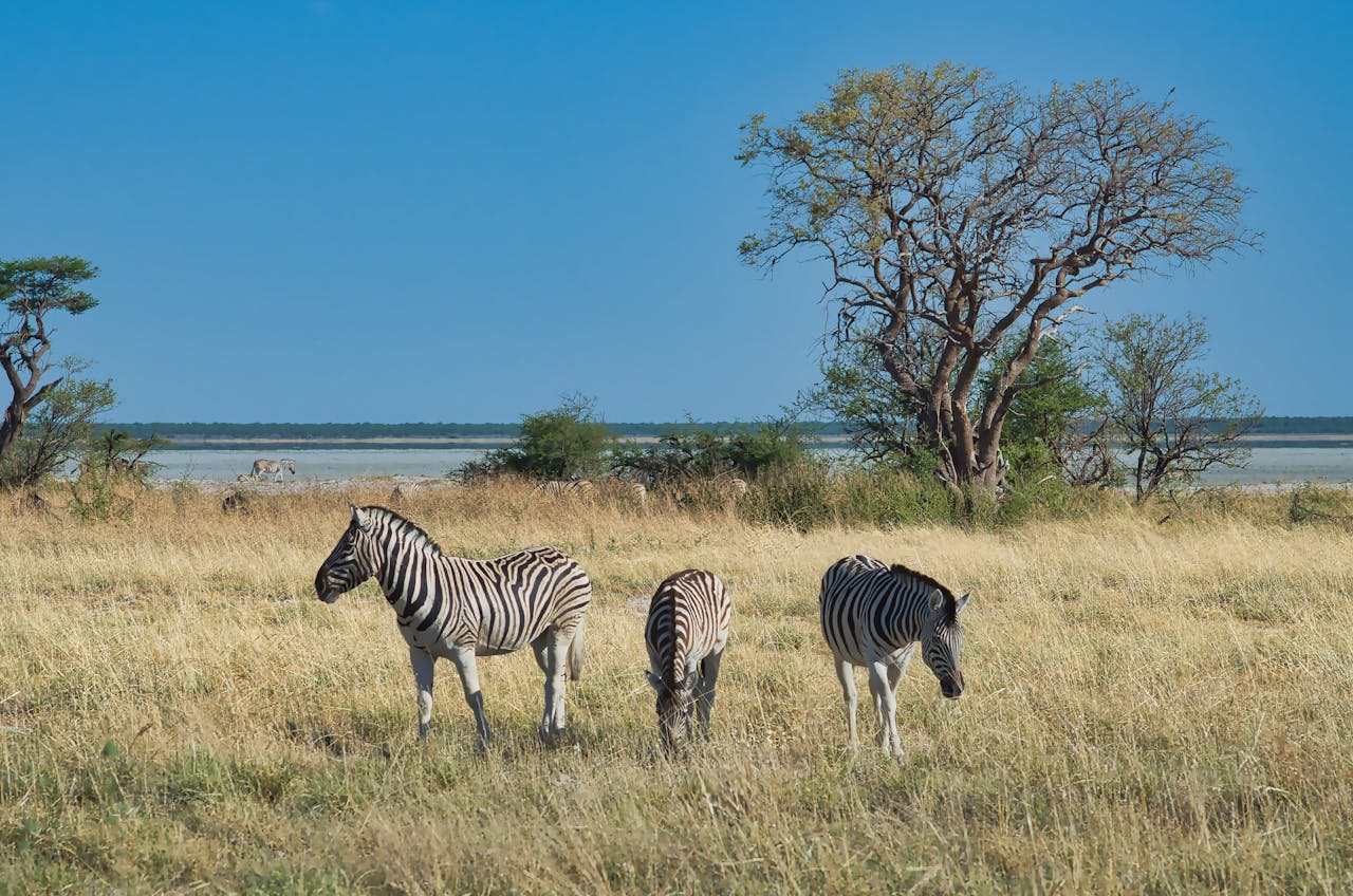 Three zebras grazing in the Namibian savanna under a clear blue sky, depicting wildlife in natural habitat.