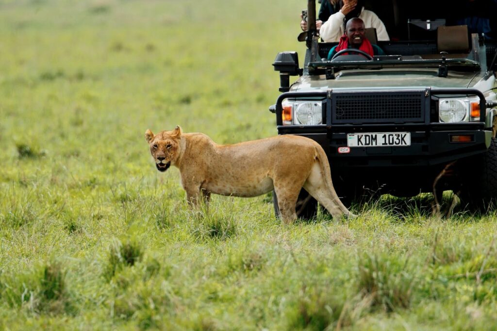Lioness near a safari vehicle in Maasai Mara, Kenya, showcasing wildlife tourism.
